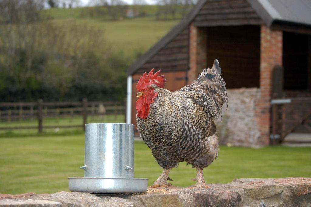 School Farm Acomodação com café da manhã Blagdon Quarto foto